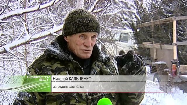 Как ёлки из леса попадают в дома братчан? смотреть онлайн