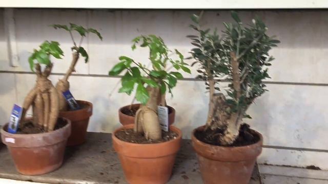 FLOWER SHOP IN RAMAT ESHKOL JERUSALEM.