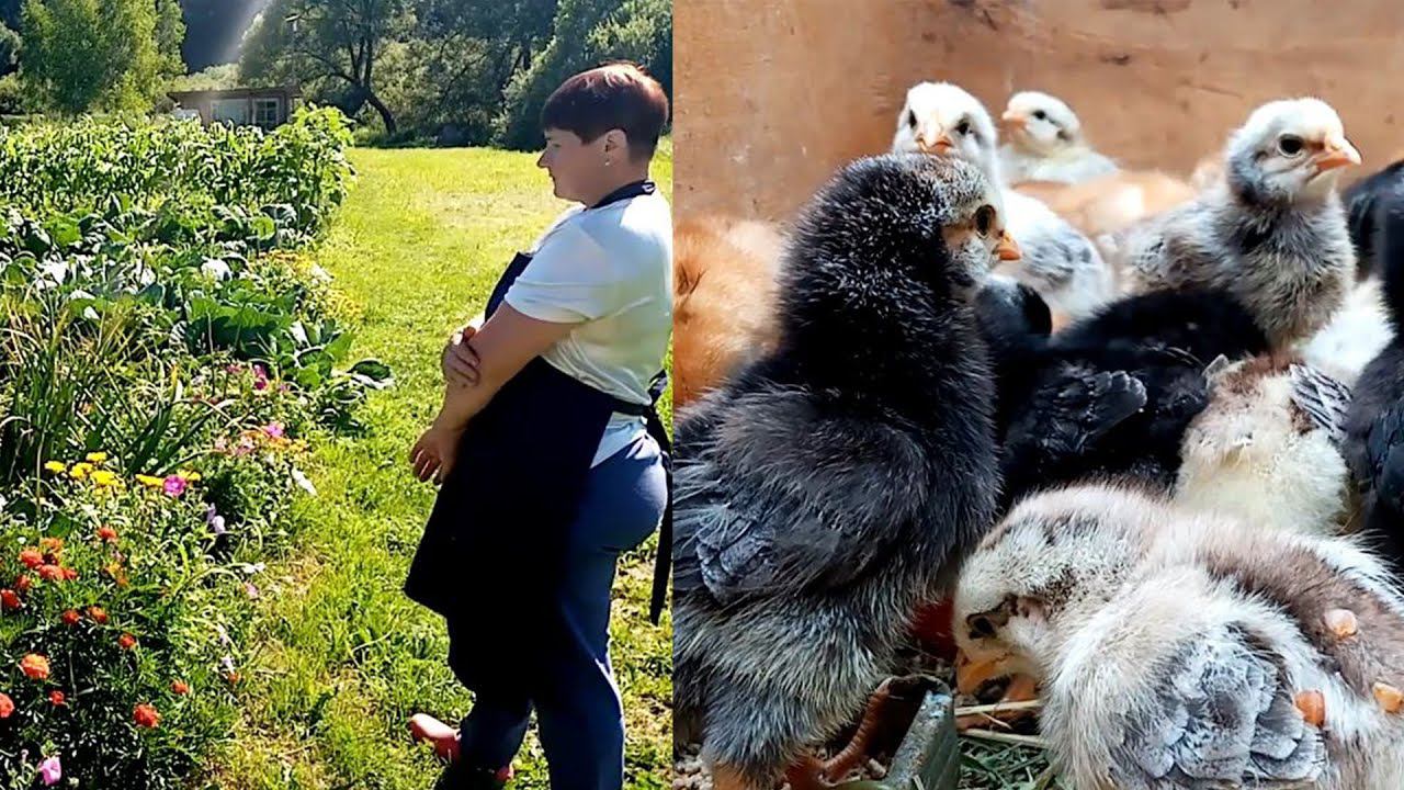 А Вы так можете? Какие куры, такой и огород! смотреть онлайн