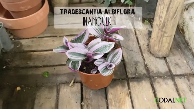 Chậu cây Tradescantia albiflora Nanouk (Tradescantia Nanouk) - Thài Lài Hồng Nanouk смотреть онлайн