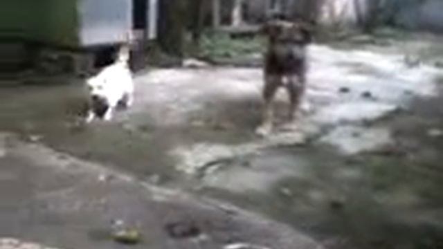 собака-разнимака)))))))) 1 смотреть онлайн