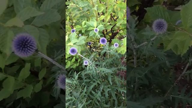 Echinops Ritro смотреть онлайн