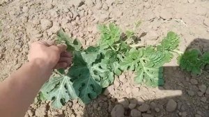 Арбуз АУ Продюсер. Сезон 2022 От посева до завязи арбуза. #1