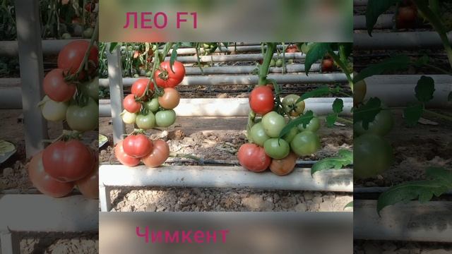 ЛЕО F1 - ранний розовый томат от Rijder Seeds с прекрасным вкусом - Добрые Семена.ру смотреть онлайн