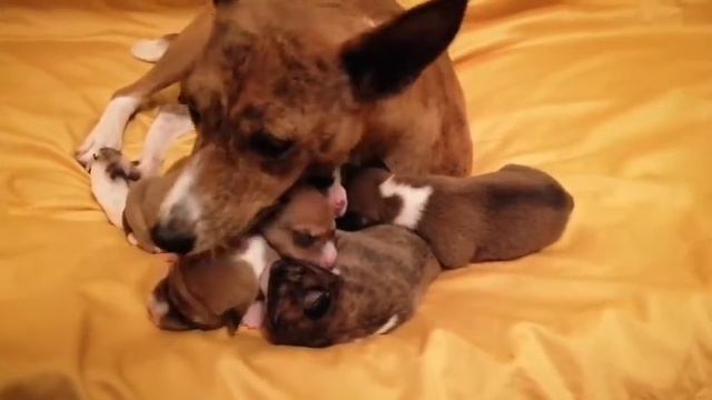 Мамины песни во сне. Басенджи. смотреть онлайн