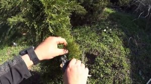 ТУЯ - размножение. Самый простой, но эффективный способ размножение и выращивание туи черенками .