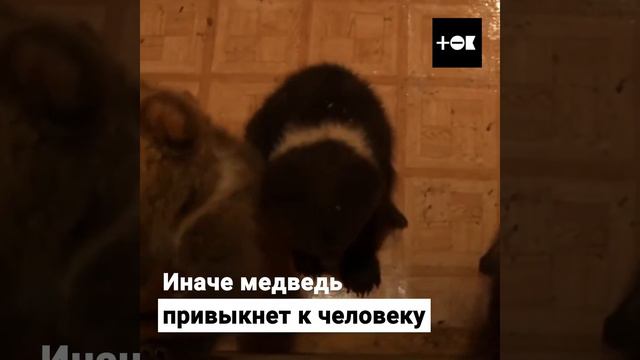 Приют для медвежат смотреть онлайн