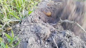 Картофель "Королева Анна" 30.07.2021//Высокая урожайность//