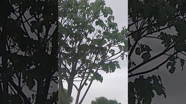 Майна, длиннохвостый желтоухий скворец, птица Израиля смотреть онлайн