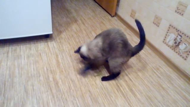 Мы можем сказать, будь здоров любимым хозяивам. смотреть онлайн