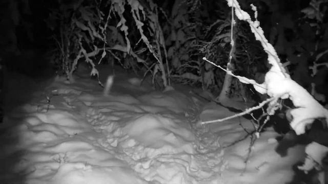 Whispers in the Forest - Horror Story #shorfilm #horrorstorytime смотреть онлайн