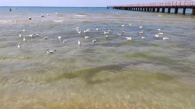 Чайки на морском побережье смотреть онлайн
