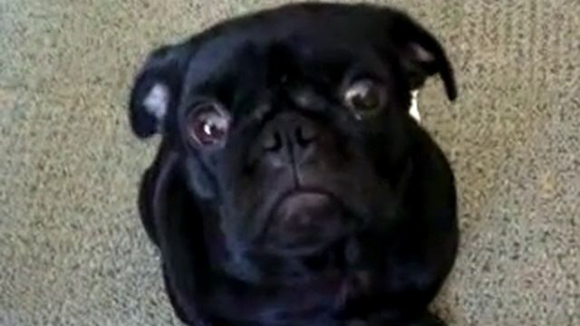 pug sass смотреть онлайн