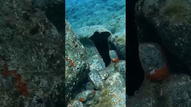 Черноморские зайцы смотреть онлайн