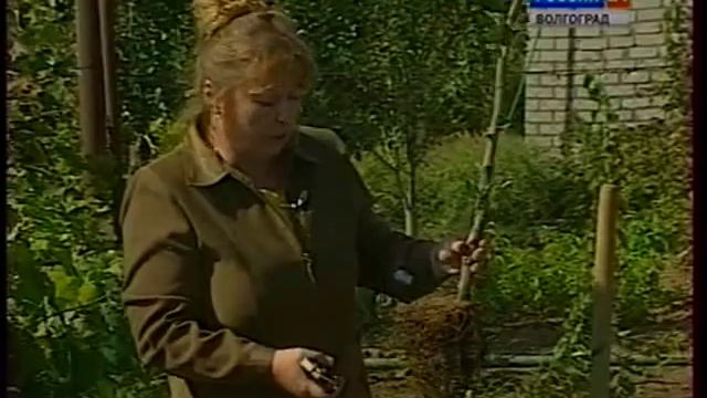 Обновление сада. Посадка плодовых деревьев и плодовых кустарников смотреть онлайн