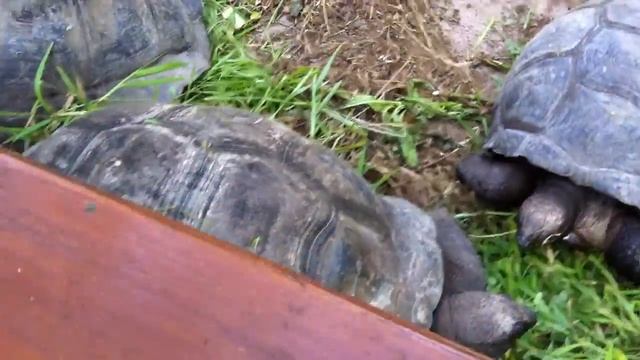 Giant Aldabra Tortoises on Praslin Seychelles смотреть онлайн