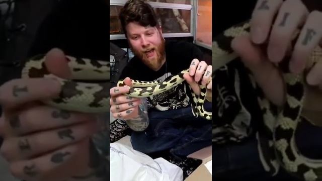 What color is this snake? #animals #reptiles #snakes смотреть онлайн