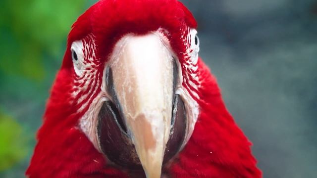 Colorful Birds - 12K HDR 120FPS - With Nature Sounds (Colorfully Dynamic) #13