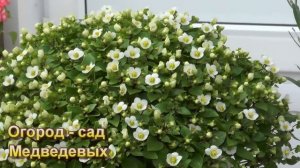 Итоги «зимовки»: как чувствуют себя дихондра, экзакум и бегония