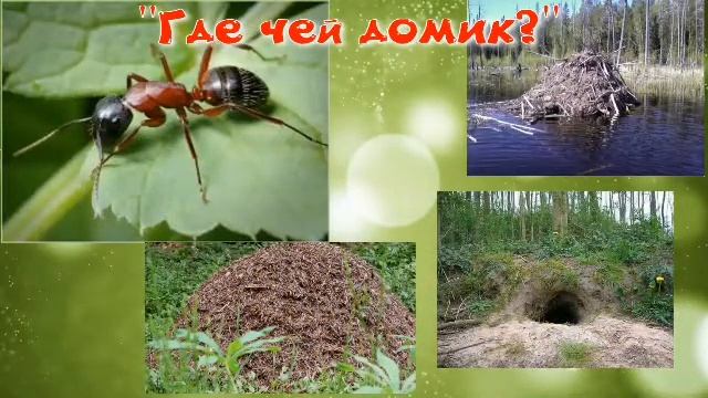 Ознакомление с природой. Средняя группа смотреть онлайн