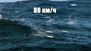 5 Самых Уникальных Рыб в Океане