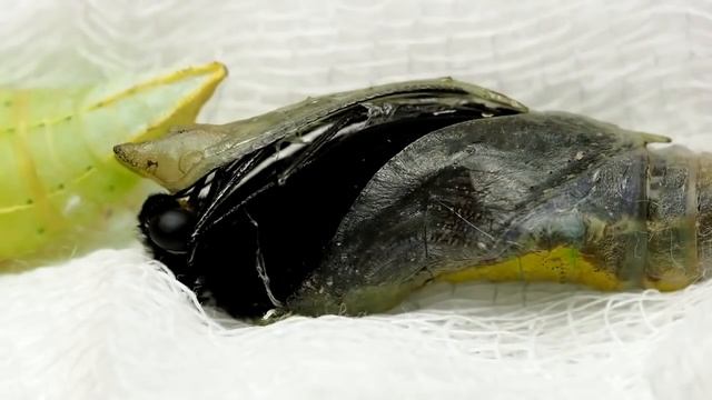 Рождение бабочки в домашних условиях смотреть онлайн