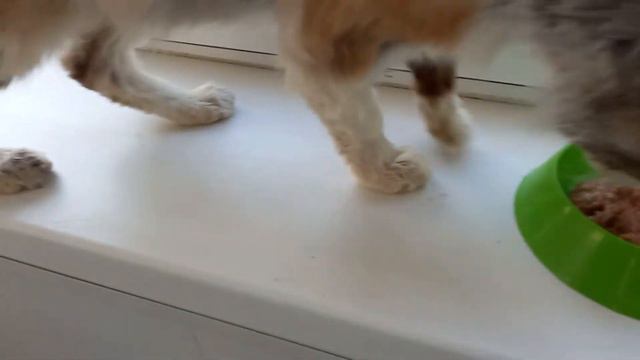 17 июня 2021 г.