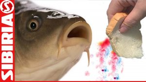 СУПЕР хлеб для рыбалки, насадка на карася и белую рыбу Пылящий хлеб Как насадить хлеб Ловля на хлеб