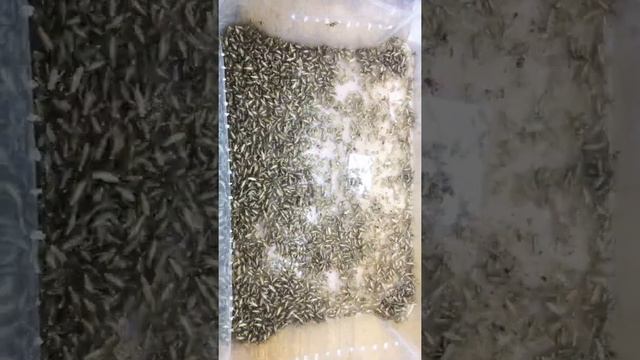 Сверчки домашние разведение смотреть онлайн