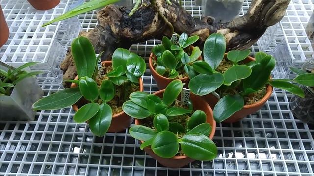 Phalaenopsis deflaskings update смотреть онлайн