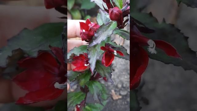 лагерстремия , куфея , гибискус , утренний сад. смотреть онлайн