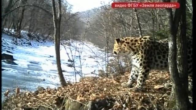 В национальном парке "Земля леопарда" новый директор смотреть онлайн