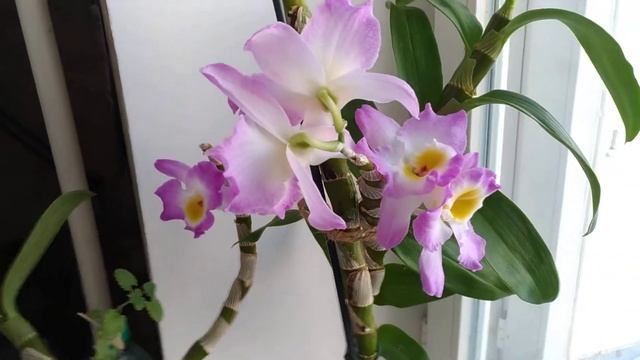 Не обрезайте дендробиум после цветения смотреть онлайн