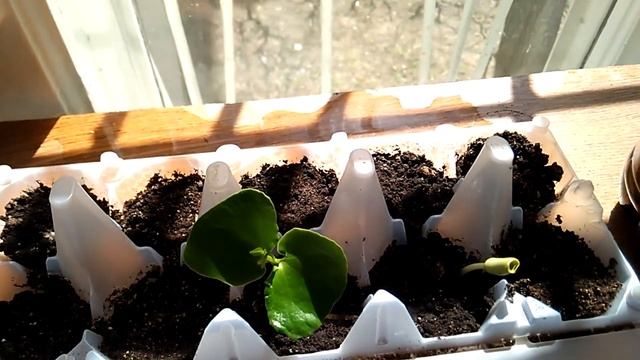 Химонант зимоцвет - размножение семенами - стратификация и посадка смотреть онлайн