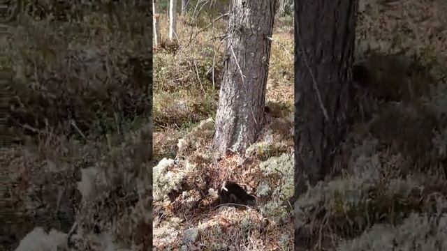 дерево на камне. как растут деревья на Крайнем севере. #shorts смотреть онлайн