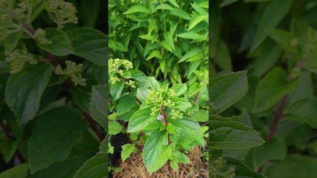 Метельчатая гортензия Литл Пэшн/Little Passion 14.07.23 в открытом грунте. Укоренившиеся черенки.