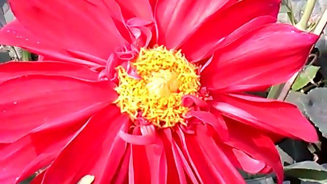 THE LARGEST FLOWER IN THE WORLD IN MY GARDEN смотреть онлайн