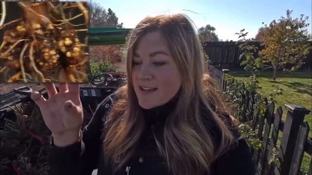 Как выкопать георгины и хранить их зимой смотреть онлайн