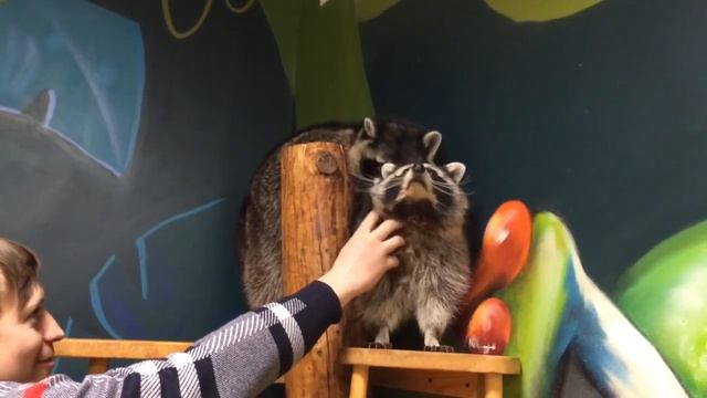 Миссия енотом выполнима