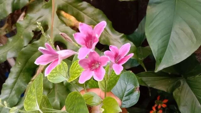 Syngonium na galing Probinsya update Lumaki na at tumaas na sya + care tips / Adelina G Losegro смотреть онлайн