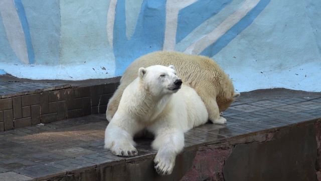 Герда хочет отдохнуть, а медвежата поиграть. 03.08.2023 смотреть онлайн