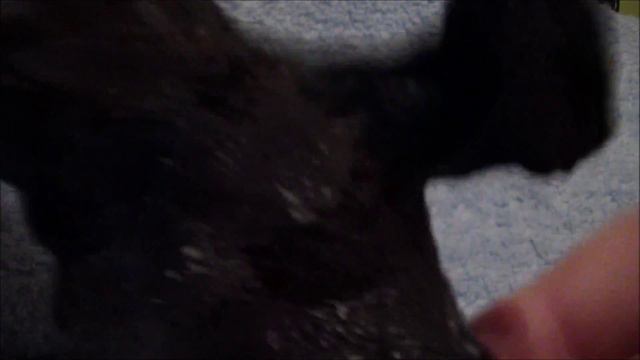 Храбрый тигрёнок часть 2-ая смотреть онлайн