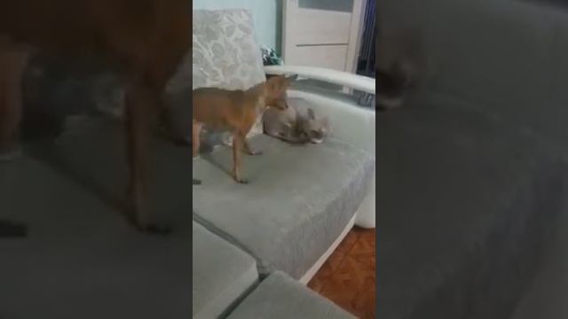 Собака заигрывает с котом смотреть онлайн