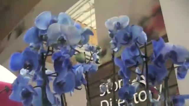 Phalaenopsis Royal Blue and Phalaenopsis Polka Dot - Rare Orchids смотреть онлайн