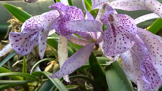 Orchidarium - Brassanthe maikai x Brassavola little star смотреть онлайн