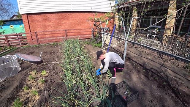 Как правильно садить помидоры. Сажаем рассаду. смотреть онлайн