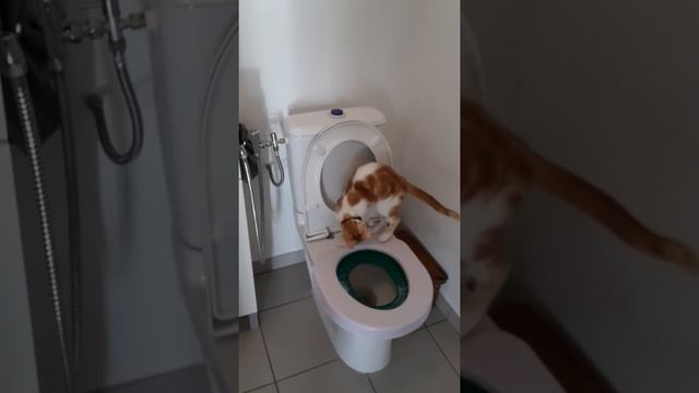 chat va au toilette et tire la chasse смотреть онлайн