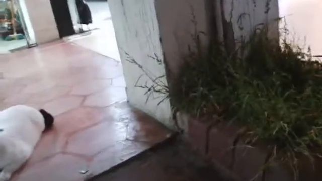 Турецкий кот