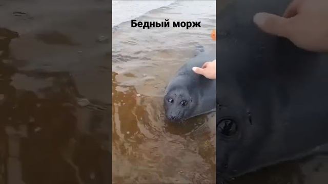 бедный маленький морж патерялся смотреть онлайн