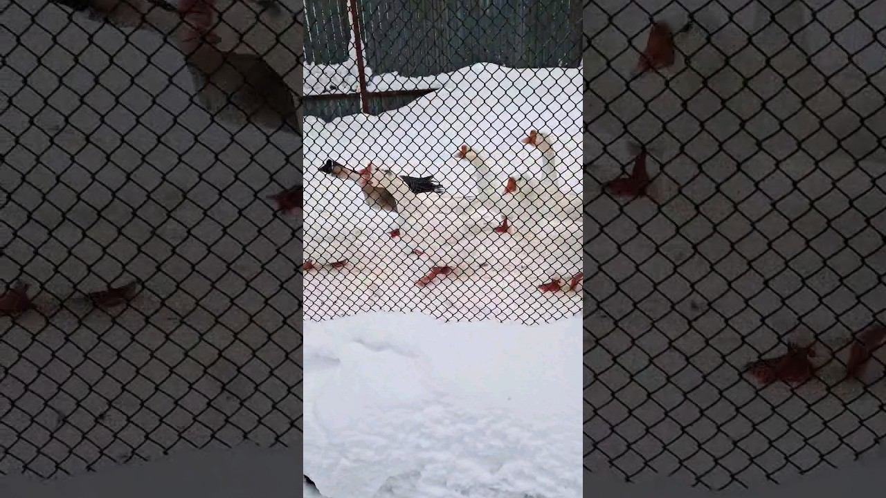 ▷Гуси вышли на прогулку◁ смотреть онлайн